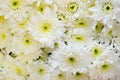 Close up of beautiful white chrysanthemums  flowers  blooming in the garden. Royalty Free Stock Photo