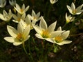 Close-up of beautiful White Zephyr Lily, Autumn zephyrlily, Zephyranthes candida. Royalty Free Stock Photo