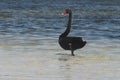 BIRDS- Australia- Close Up of a Beautiful Wild Black Swan Wading in the Sea