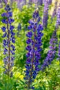 Close up of blue lupines along the road in Finland Royalty Free Stock Photo