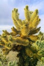 Close up of a beautiful wild cactus in the Californian desert.