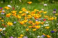 Close up of beautiful wild flower garden with colourful flowers with yellow and red poppies Royalty Free Stock Photo