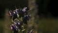 Close-up of beautiful wild flower with sunlight. Creative. Beautiful elongated flower in rays of sun on summer meadow Royalty Free Stock Photo