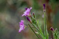 wild flowers Royalty Free Stock Photo