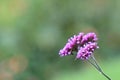 Close up of beautiful wild flowers under a light spring shower