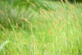 Closeup Of Foxtails In Field