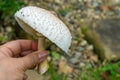 Close-up of beautiful wild mushroom Chlorophyllum molybdites - False Parasol with white cap and brown pecks in hand Royalty Free Stock Photo