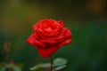 Close up beautiful wild single red rose on a green nature background