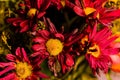 Wilting and Drying Fall Colors Bouquet