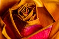 Wilting Fall Colored Rose in a drying fall Bouquet