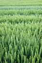 close up of a winter wheat demo field