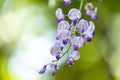 close up of beautiful Wisteria flower at Kawachi Fuji Garden, Fukuoka, Japan