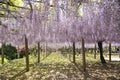 beautiful Wisteria flower at Kawachi Fuji Garden, Fukuoka, Japan