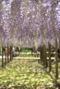 Beautiful Wisteria flower at Kawachi Fuji Garden, Fukuoka, Japan