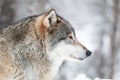 Close-up of beautiful wolf in the snow in beautiful winter forest Royalty Free Stock Photo