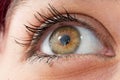 Close up of a beautiful woman green eye Royalty Free Stock Photo