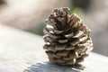 Close up of a beautiful woody pinecone on a wooden surface in soft summer backlight.
