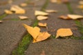 Close-up beautiful yellow birch leaves lie on the asphalt road in the autumn park, natural banner. Autumn seasonal walks in the