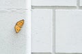 Close up beautiful yellow butterfly