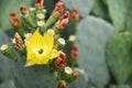 Yellow cactus flower with bee Royalty Free Stock Photo