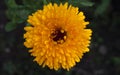 A close-up of beautiful yellow calendula flower Royalty Free Stock Photo