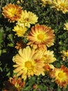 Close up of the beautiful yellow chrysanthemum. Royalty Free Stock Photo