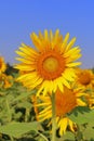 close up of beautiful yellow color common sunflower (helianthus annuus) in bloom in the field in summer season Royalty Free Stock Photo