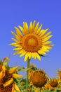 close up of beautiful yellow color common sunflower (helianthus annuus) in bloom in the field in summer season Royalty Free Stock Photo