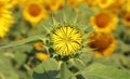 close up of beautiful yellow color common sunflower (helianthus annuus) in bloom in the field in summer season Royalty Free Stock Photo