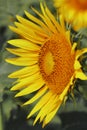 close up of beautiful yellow color common sunflower (helianthus annuus) in bloom in the field in summer season Royalty Free Stock Photo
