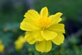 Beautiful Yellow Cosmos Flowers Close Up