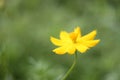 Close up at beautiful yellow cosmos flowers. Royalty Free Stock Photo