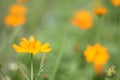 Close up at beautiful yellow cosmos flowers. Royalty Free Stock Photo