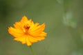 Close up at beautiful yellow cosmos flowers. Royalty Free Stock Photo