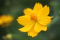Close up at beautiful yellow cosmos flowers. Royalty Free Stock Photo