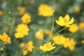 Close up at beautiful yellow cosmos flowers. Royalty Free Stock Photo