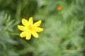 Close up at beautiful yellow cosmos flowers. Royalty Free Stock Photo