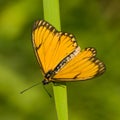 Close up of beautiful  yellow coster  acraea issoria  butterfly Royalty Free Stock Photo