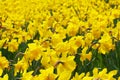 Close-up of a beautiful yellow daffodil field in the light of the Spring Sun. View to Yellow Daffodil Narcissus Flowers on a sun Royalty Free Stock Photo