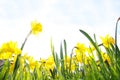 Close-up of a beautiful yellow daffodils in the backlight of the Spring Sun. View to Yellow Daffodil Narcissus Flowers on a sunn Royalty Free Stock Photo