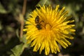 Close-up beautiful yellow dandelions with a bee Royalty Free Stock Photo