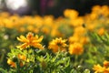Close up beautiful yellow flower blooming and soft sunlight Royalty Free Stock Photo
