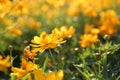 Close up beautiful yellow flower blooming and soft sunlight Royalty Free Stock Photo