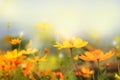 close up beautiful yellow flower and blue sky blur landscape