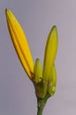 Close up of a beautiful yellow flower of a daylily or lily on gray background, hemerocallidoideae Royalty Free Stock Photo