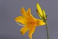 Close up of a beautiful yellow flower of a daylily or lily on gray background, hemerocallidoideae Royalty Free Stock Photo