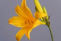 Close up of a beautiful yellow flower of a daylily or lily on gray background, hemerocallidoideae Royalty Free Stock Photo