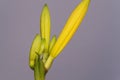 Close up of a beautiful yellow flower of a daylily or lily on gray background, hemerocallidoideae Royalty Free Stock Photo