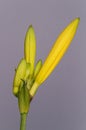 Close up of a beautiful yellow flower of a daylily or lily on gray background, hemerocallidoideae Royalty Free Stock Photo