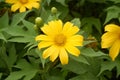 Close up beautiful yellow flower in garden, top view